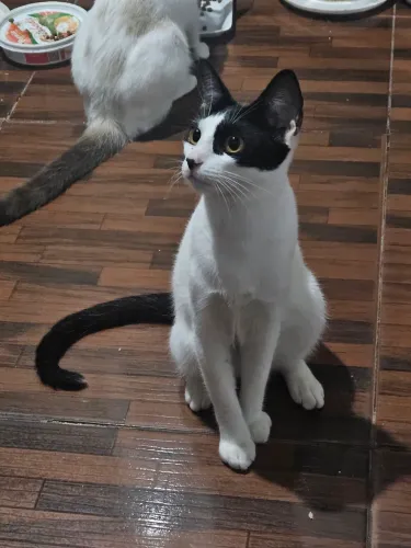 Doação de gato