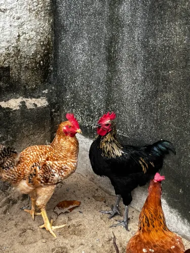 Galo e galinha caipirão