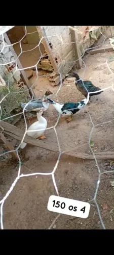 Patos 