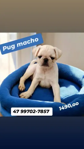 Pug macho branco + kit filhote 