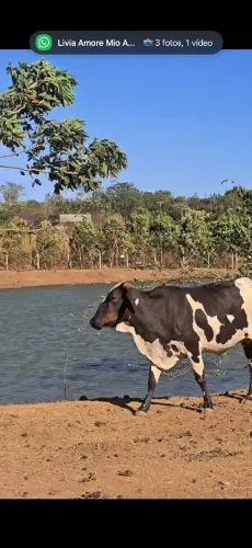 Vaca leiteira
