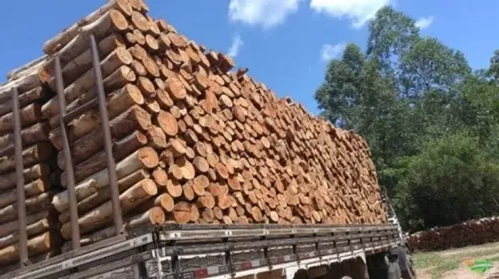 Lenha de Eucalipto para Forno, Churrasqueira e Lareira
