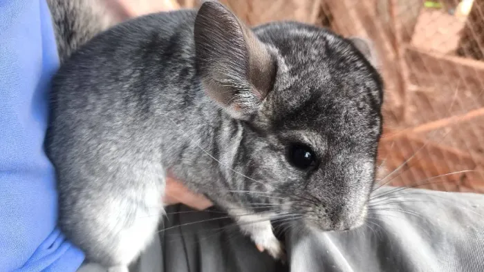 Chinchila 