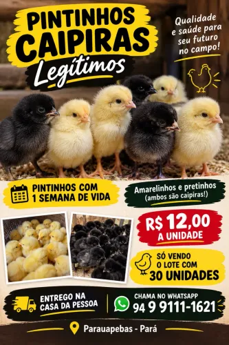 Pintinhos caipiras legítimos 