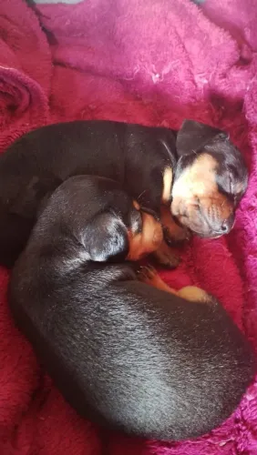 Filhote de Dachshund (salsicha) Puros