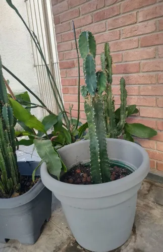 Plantas
