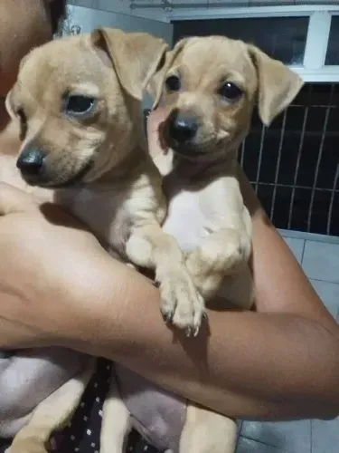 pinscher x chihuahua 