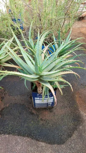 Vendo Pé de Babosa Arborescences