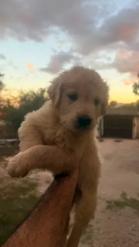Filhote de Golden Retriever