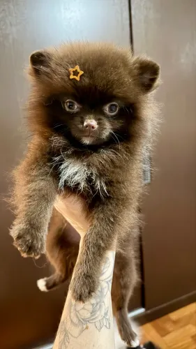 Spitz alemão Lulu da Pomerania chocolate femea