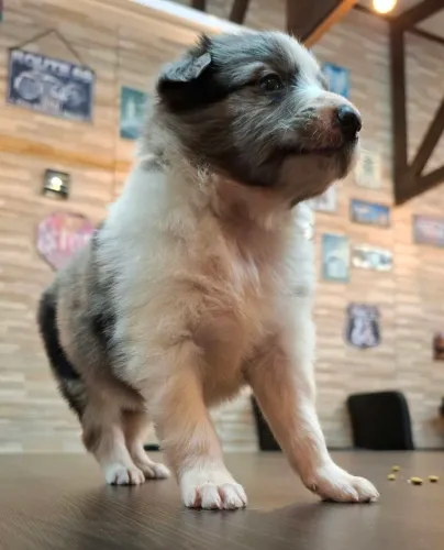 Filhotes de Border Collie 