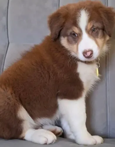 Border collie pedigree Cbkc último disponivel