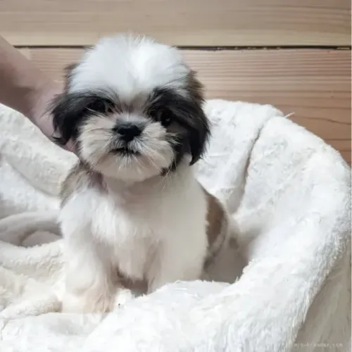 Neném Shih tzu/ shihtzu brincalhões e muito fofinhos