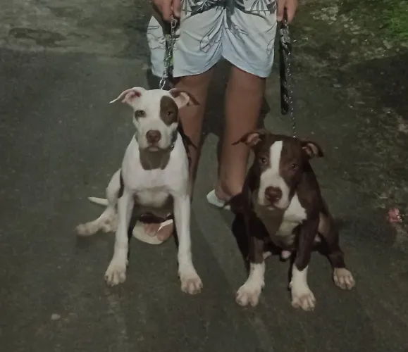 Pit Bull 
