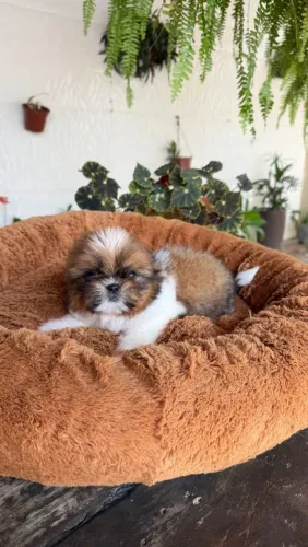 Shih Tzu Mini