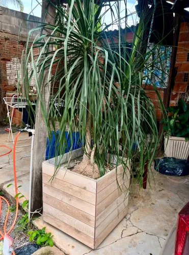 Planta Pata de Elefante c/ Vaso