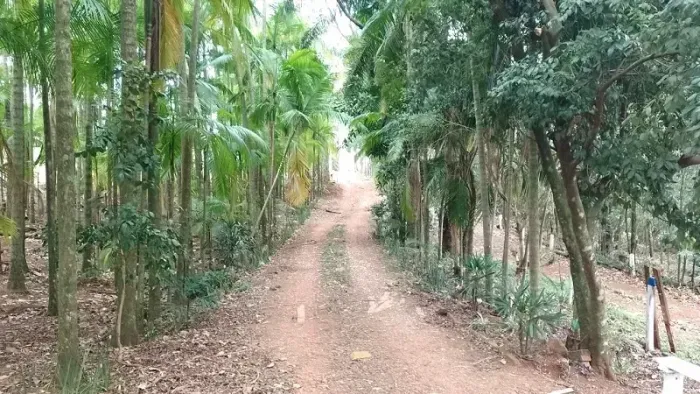 Área Rural 4 alqueires - Mandaguari - PR