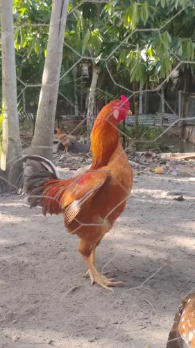 Vendo