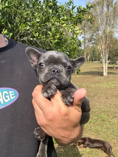 Bulldog francês filhote