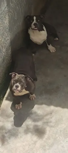 América Bully com pedigree