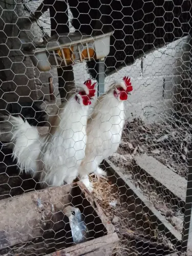 Vendo um galo da raça Sedoso