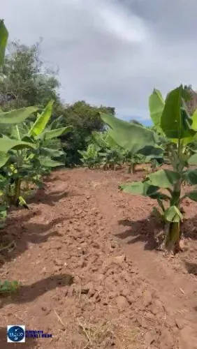 CHÁCARA À VENDA EM ORDÁLIA GO | 3 ALQUEIRES E 5 LITROS | BANANAL FORMADO