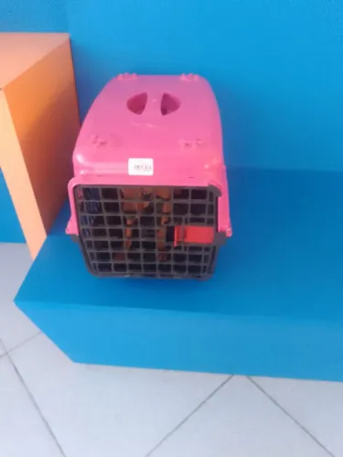 Caixa pra transportar Pet