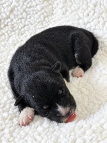 Husky raridade