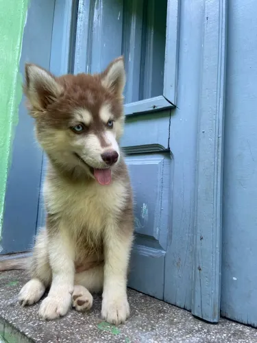 Husky siberiano fêmea 