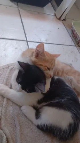 DOAÇÃO DE GATOS FILHOTES
