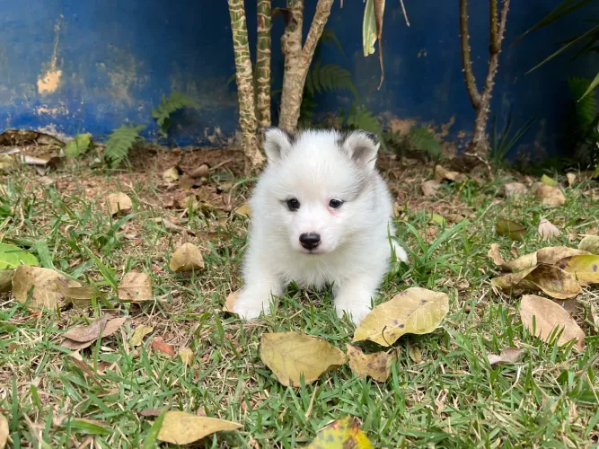 Pomsky macho f3