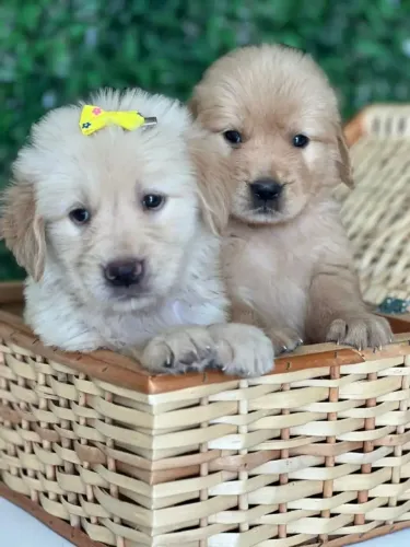 Golden Esse dog foi feito para caminhar ao seu lado