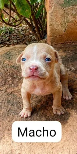 Casal de pitbull