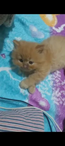 Filhotes de gato persa