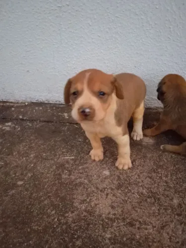 Filhote de cachorro para doação