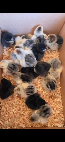 Pintinhos de Brahma