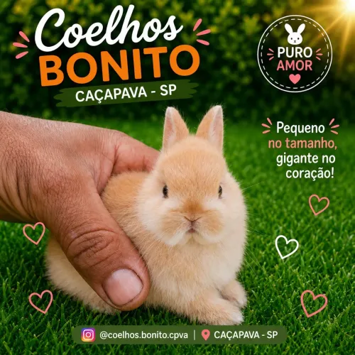 Coelho anão Netherland Dwarf orange