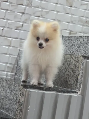 Spitz macho