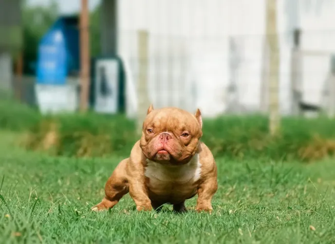 Cobertura American Bully Micro
