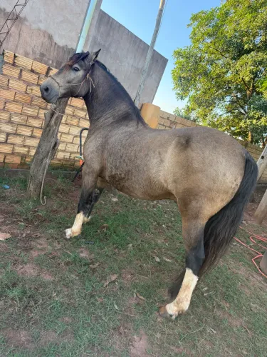 Vendo cavalo crioulo  