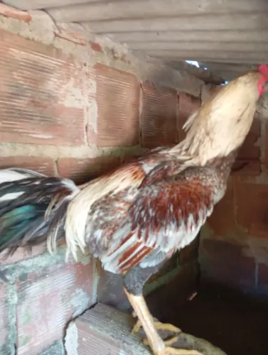 Galo de raça