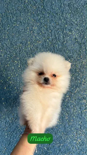 Spitz Alemão Filhote de Pequeno Porte