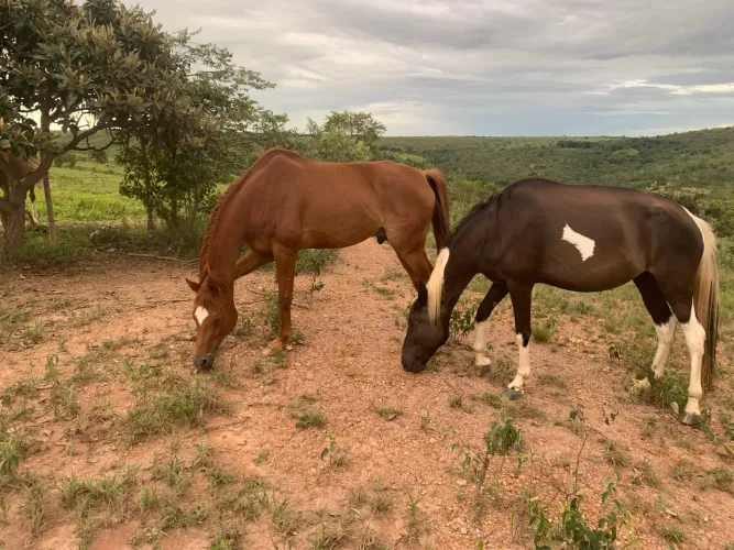 Vende-se ótimos boi, bezerro, cavalo e égua