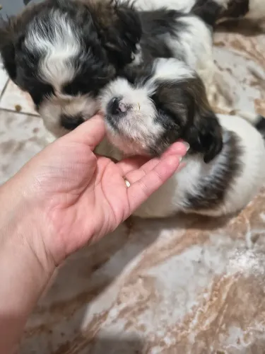 Filhotes shih Tzu, dócil brincalhão p/ alegrar seu lar, já vermefugado 36 dias de nasc