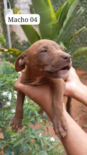Doação de filhote de pitbull