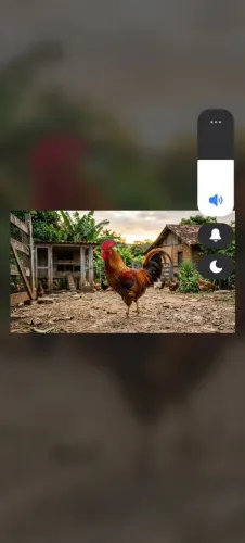 Vendo galos caipira
