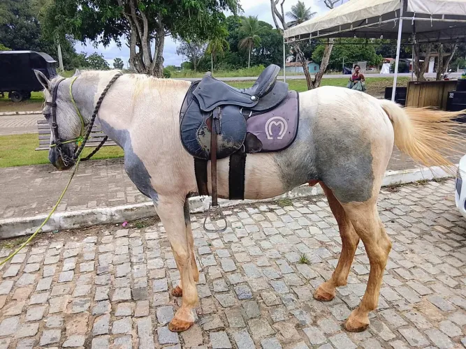 Cavalo a venda pampa de tordilho