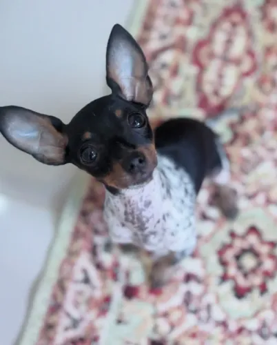 Pinscher Mini padrão 0 da raça