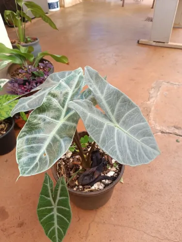 Planta Alocácia orelha de burro