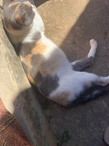 Gato malino